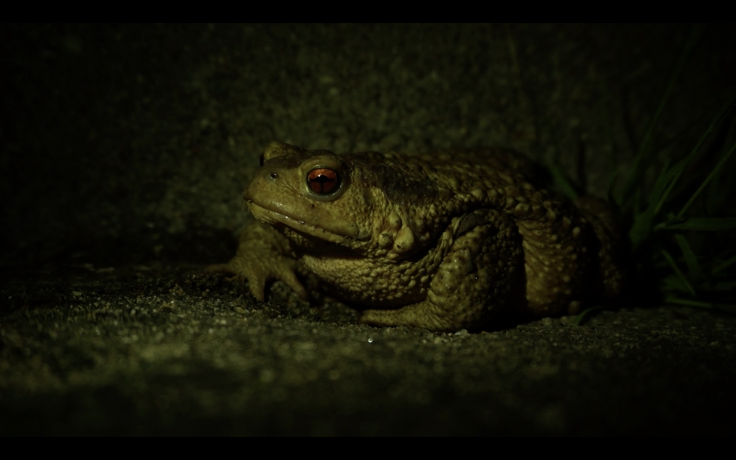 *Begonia*, video still, © Laurie Charles