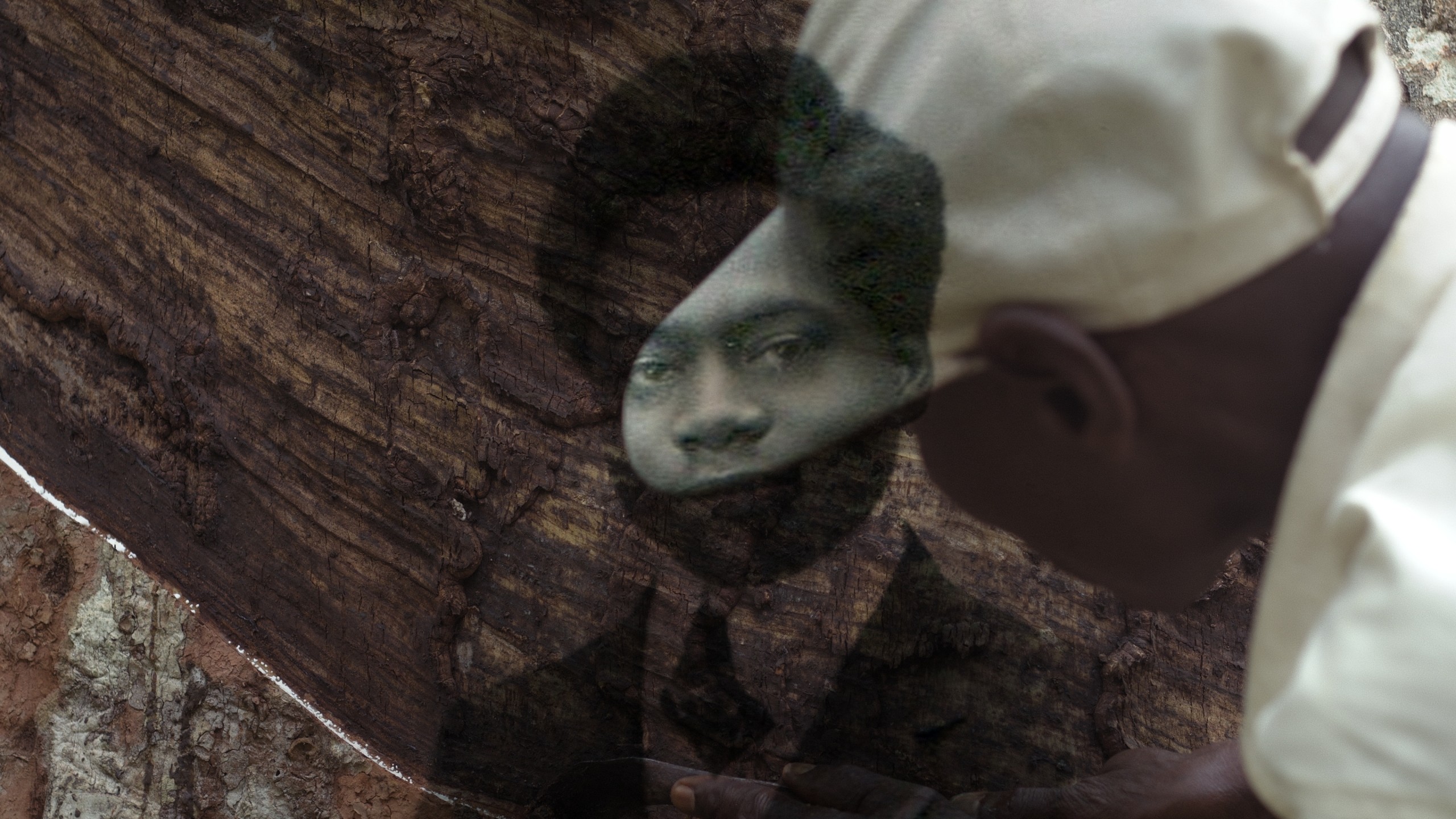 L’ARBRE DE L’AUTHENTICITE de Sammy Baloji