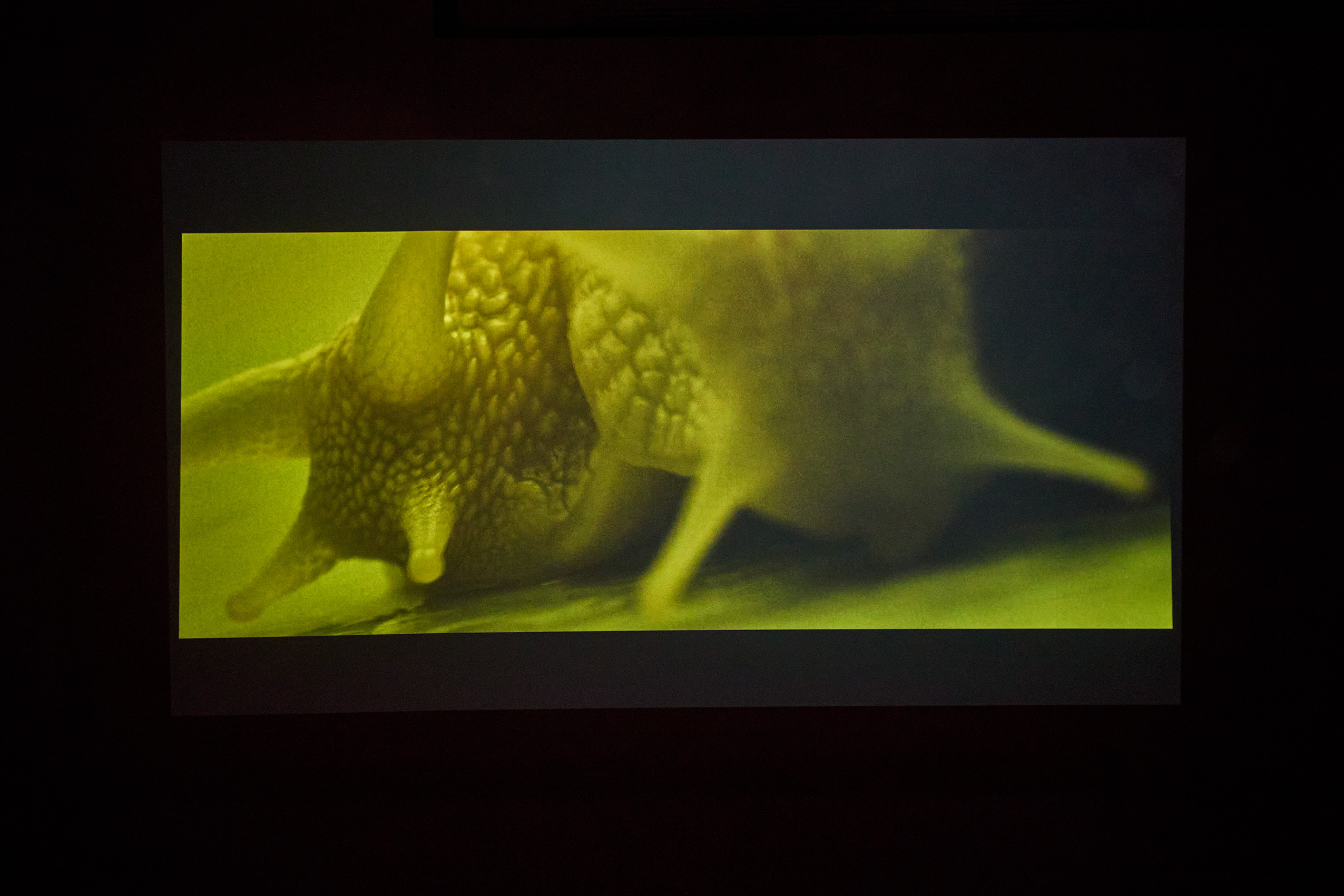 Cindy Coutant, Télédesir / Photo © Jean Christophe Lett