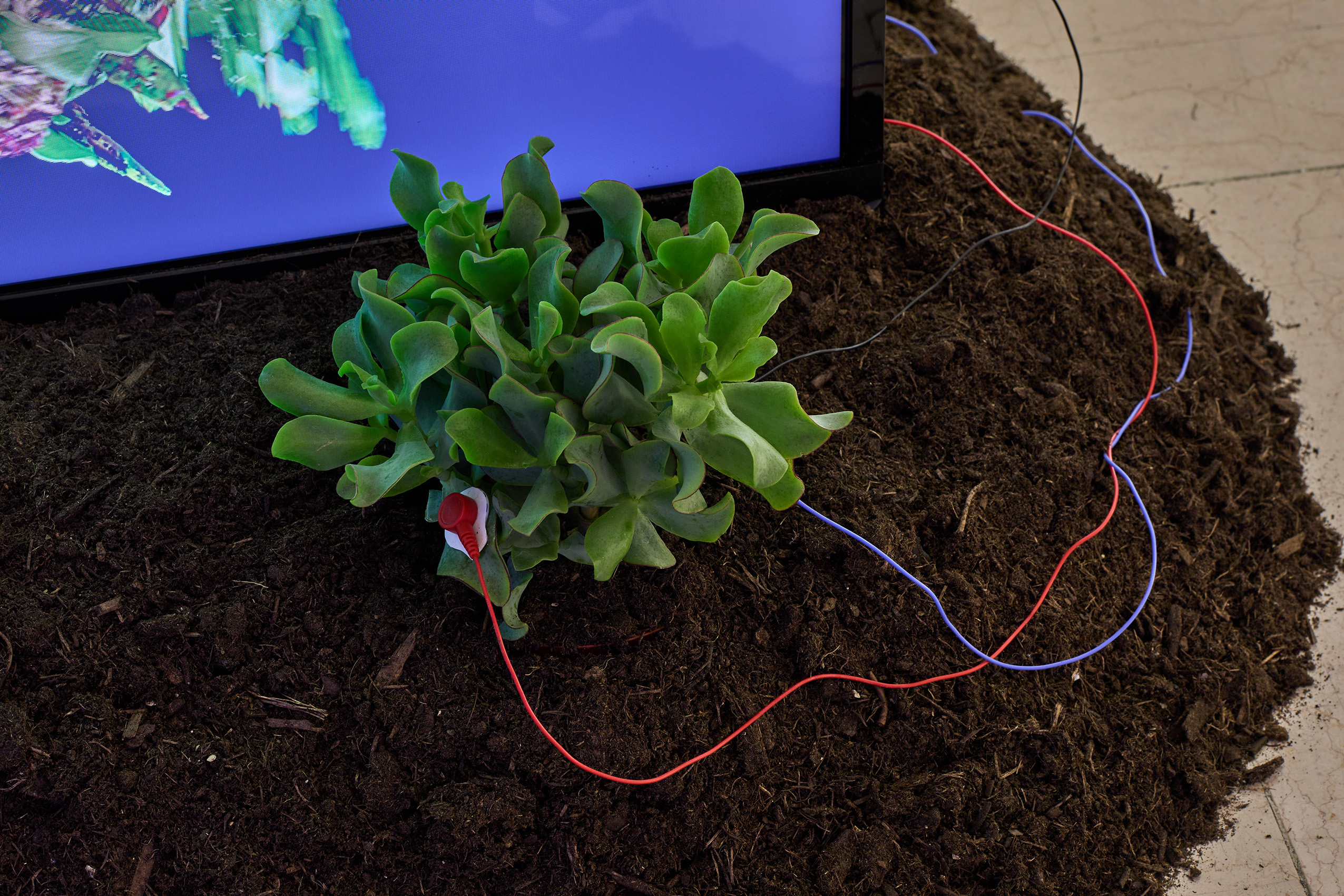 Katherine Melançon, Vers un parlement du vivant I (version pour trois écrans) / Photo © Jean Christophe Lett