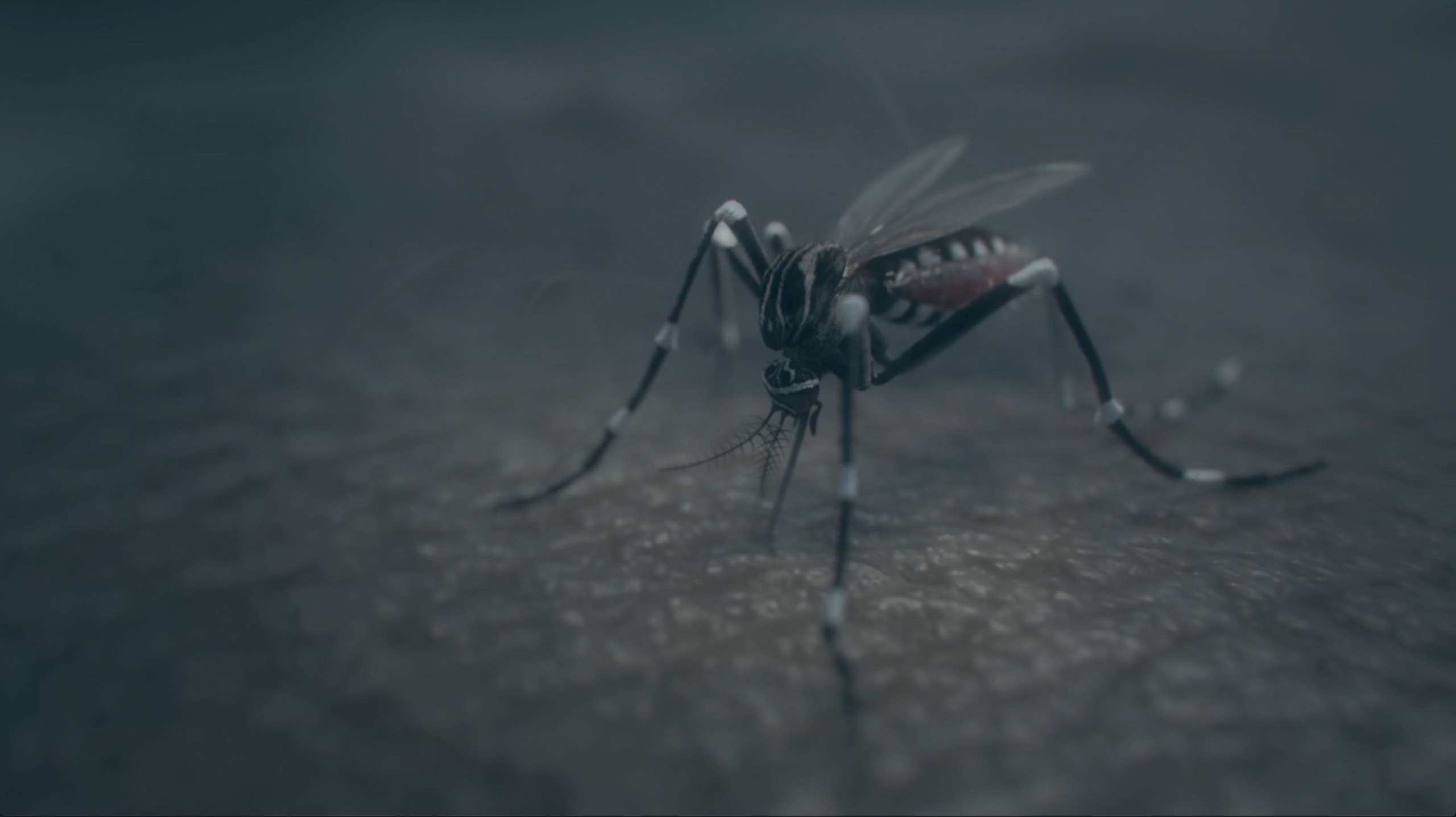 Isadora Neves Marques, Aedes aegyptie, still vidéo, Courtesy of the artist and Galleria Umberto di Marino