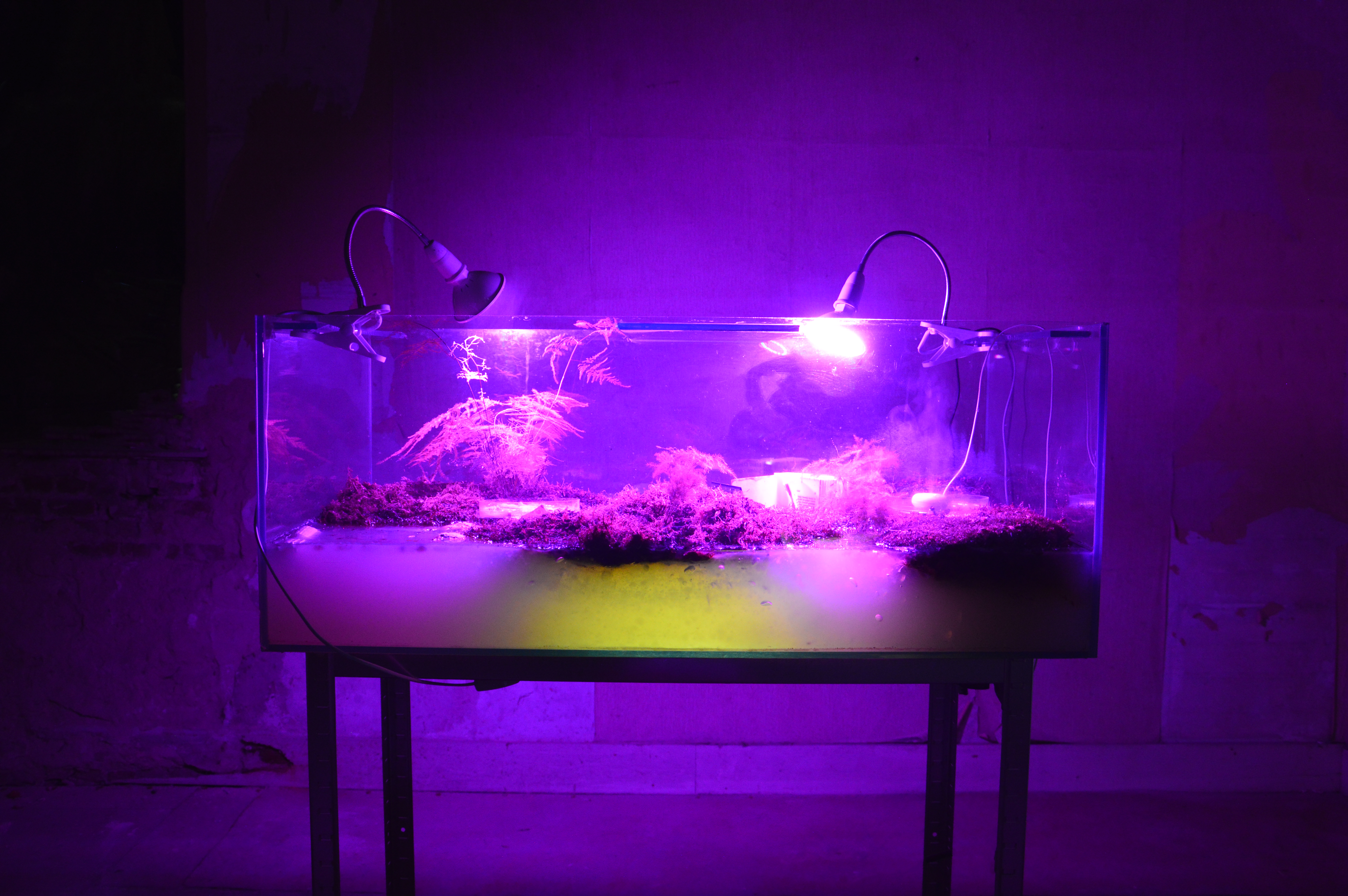 Louise Charlier, Le Blobarium de Mary Harris @LC