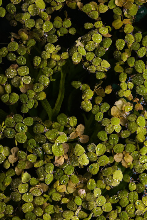 Liquid Foam / Salvinia - Microsorium, 2019 » réalisé an collaboration avec Simon De Dreuille et Elena Seegers de @botanical_agency