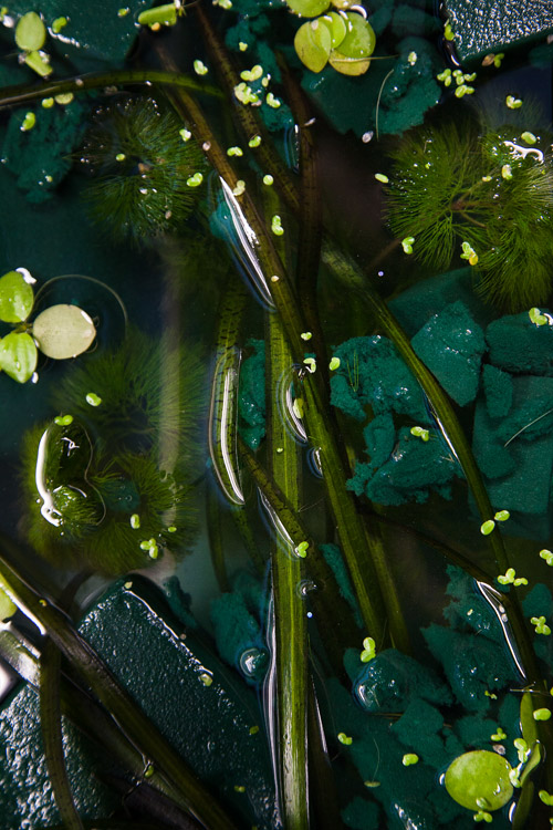 Foam ruins / Lemna - Limnobium - Cabomba - Vallisneria, 2019 » réalisé an collaboration avec Simon De Dreuille et Elena Seegers @botanical_agency