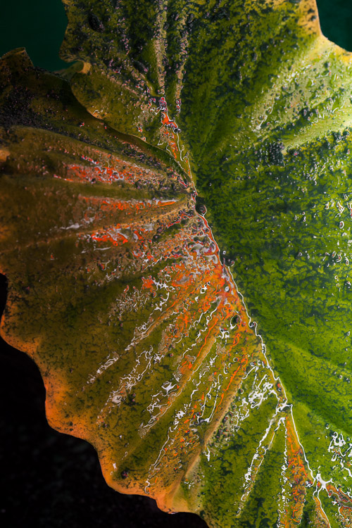 Foam powder, Alocasia, 2019 »  réalisé an collaboration avec Simon De Dreuille et Elena Seegers @botanical_agency