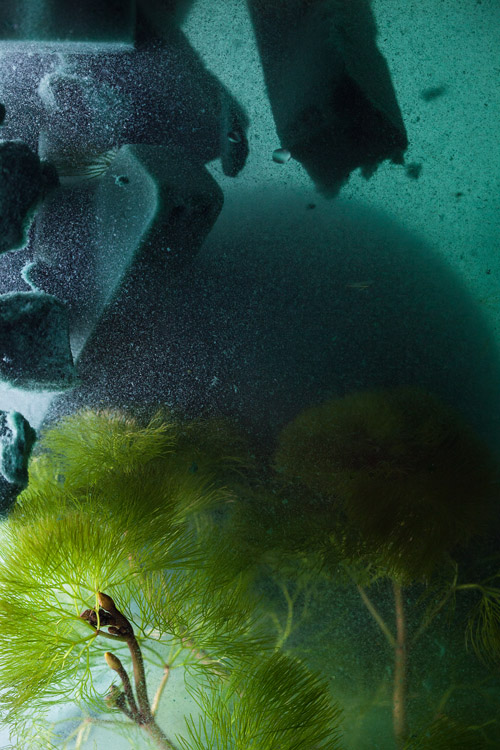 Oasis Foam soaked with water, Cabomba, 2019 » réalisé an collaboration avec Simon De Dreuille et Elena Seegers @botanical_agency