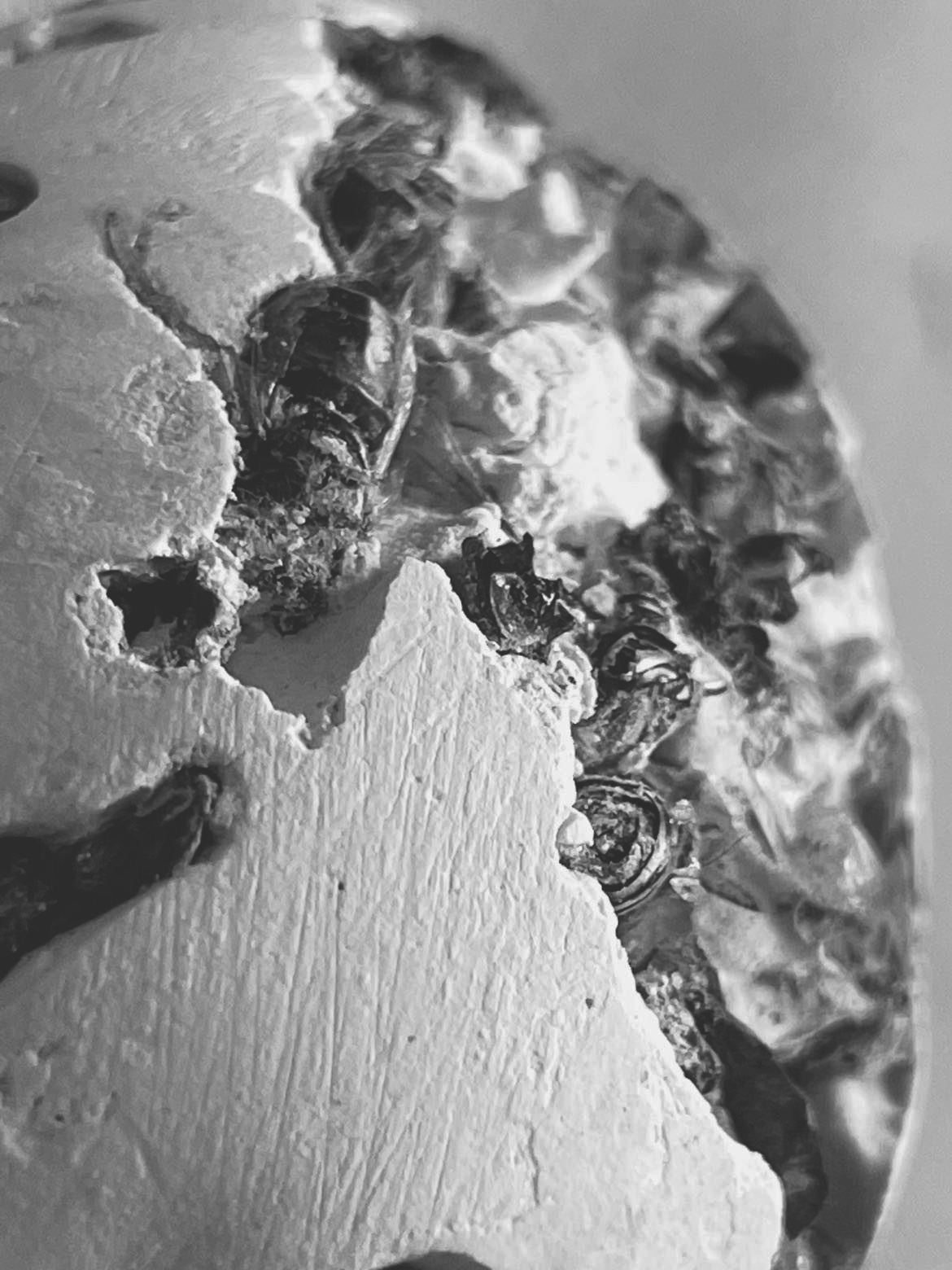 Balade Hyménoptère 2.0* de Pedro Riofrio