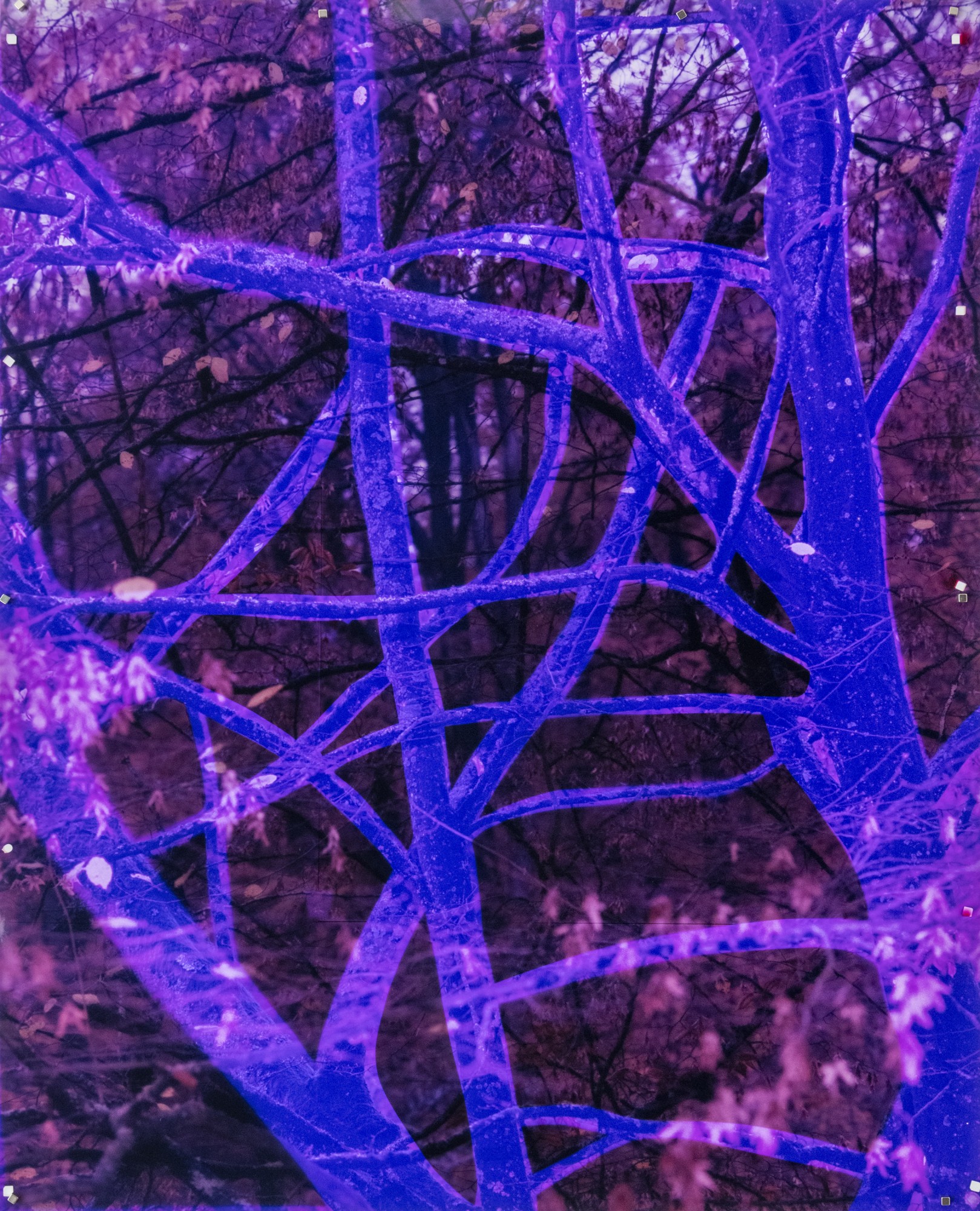 Série Hercynienne, 2020-22 avec le soutien de la fondation privée du Carrefour des Arts, Bruxelles © Téo Becher