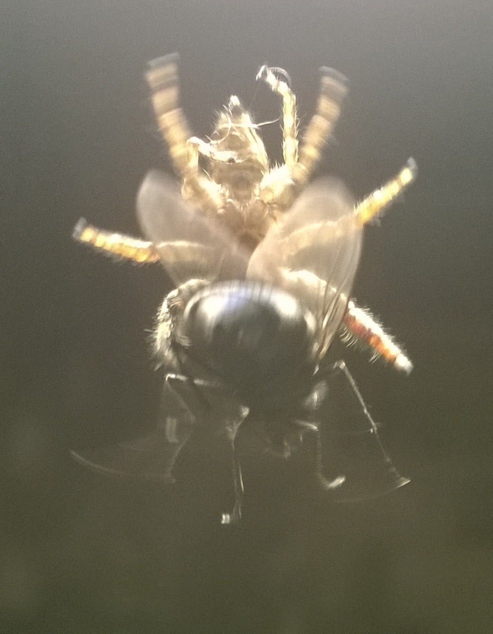 Soleil Animal, Antoine Boute