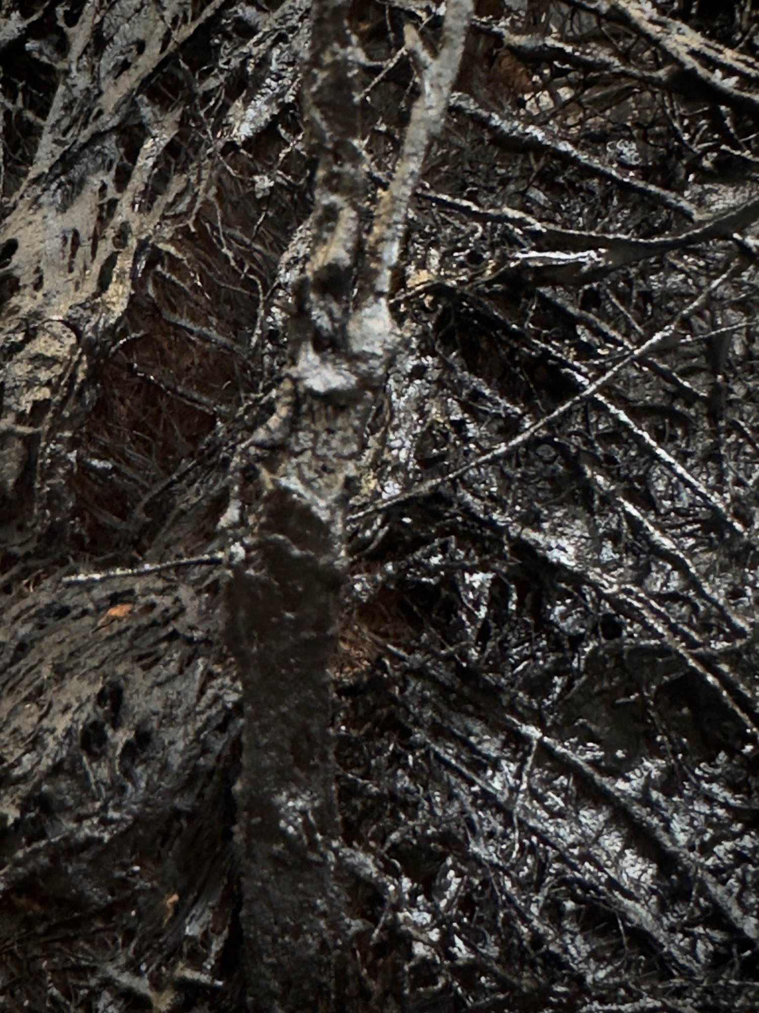 Visuel 3 © Mehdi-Georges Lahlou Courtesy Galerie Claudine Papillon